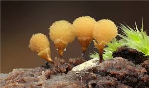 Attēlu rezultāti vaicājumam “Hemitrichia clavata macro”