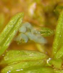 Attēlu rezultāti vaicājumam “Aloina rigida sporophyte”