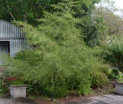 Attēlu rezultāti vaicājumam “Alnus glutinosa”