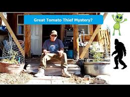 Afbeeldingsresultaat voor cabin tomato