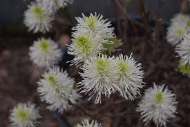 Attēlu rezultāti vaicājumam “Fothergilla major”