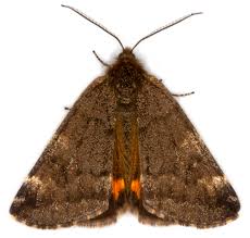 Attēlu rezultāti vaicājumam “Boudinotiana notha”