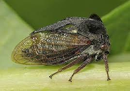 Attēlu rezultāti vaicājumam “Centrotus cornutus”