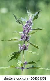 Attēlu rezultāti vaicājumam “Leonurus quinquelobatus”