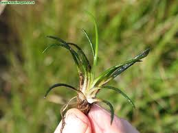 Attēlu rezultāti vaicājumam “Isoetes lacustris”