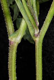 Attēlu rezultāti vaicājumam “Rorippa sylvestris leaf”