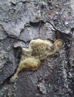 Attēlu rezultāti vaicājumam “Diplomitoporus flavescens”