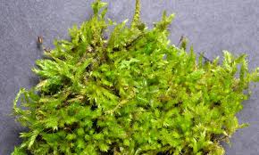 Attēlu rezultāti vaicājumam “Sciuro-hypnum”