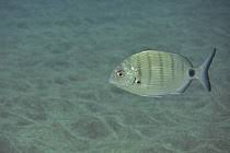 Image result for Diplodus cadenati