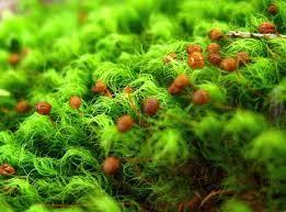 Attēlu rezultāti vaicājumam “Bryales”