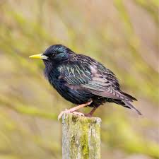 Attēlu rezultāti vaicājumam “Sturnus vulgaris”