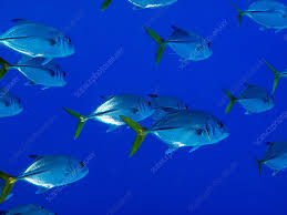 Image result for Caranx latus