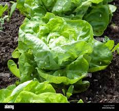 Image result for Kopfsalat