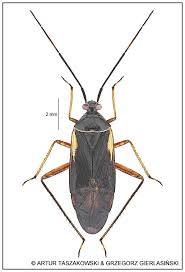 Attēlu rezultāti vaicājumam “Adelphocoris seticornis”