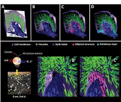 Attēlu rezultāti vaicājumam “Lamproderma columbinum stalked”
