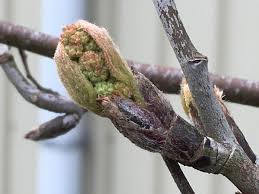 Attēlu rezultāti vaicājumam “Sorbus aucuparia bud”
