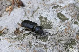 Attēlu rezultāti vaicājumam “Spondylis buprestoides”