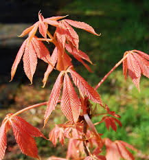 Attēlu rezultāti vaicājumam “Aesculus x neglecta”