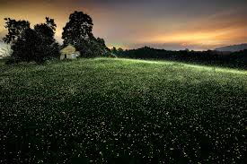 Image result for Fareham Fireflys Yc