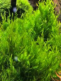 Attēlu rezultāti vaicājumam “Taxiphyllum wissgrillii”