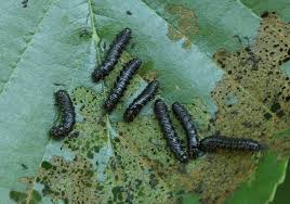 Attēlu rezultāti vaicājumam “Agelastica alni larva”