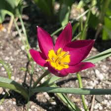 Attēlu rezultāti vaicājumam “Scorzonera humilis bud”