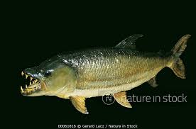Image result for Goliath Tigerfish