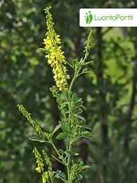 Attēlu rezultāti vaicājumam “Melilotus officinalis leaf”