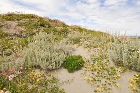 Attēlu rezultāti vaicājumam “Pylaisia polyantha sporophyte”