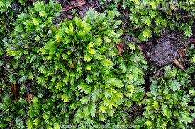 Attēlu rezultāti vaicājumam “Fissidens taxifolius”