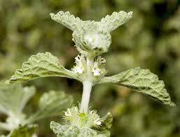 Image result for Marrubium vulgare