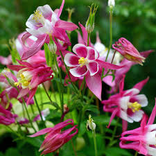 Image result for Akelei