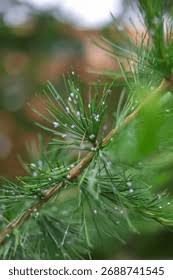 Attēlu rezultāti vaicājumam “Adelges laricis”