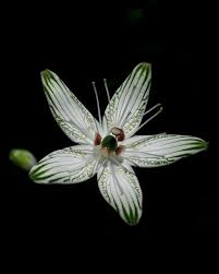 Attēlu rezultāti vaicājumam “Parnassiaceae”