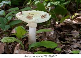 Attēlu rezultāti vaicājumam “Amanita citrina”