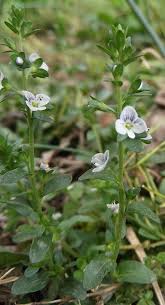 Attēlu rezultāti vaicājumam “Veronica serpyllifolia leaf”
