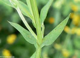 Attēlu rezultāti vaicājumam “Lathyrus pratensis fruit”