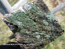 Attēlu rezultāti vaicājumam “Trapeliopsis flexuosa”