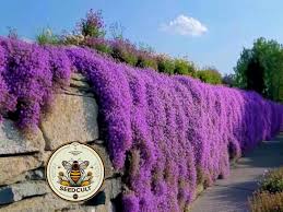 Image result for Aubrieta hybrida (cultorum)