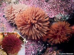 Attēlu rezultāti vaicājumam “Amaurochaete sp.”