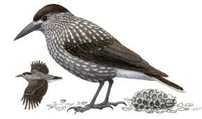 Image result for Nucifraga caryocatactes