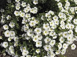 Attēlu rezultāti vaicājumam “Arenaria procera”