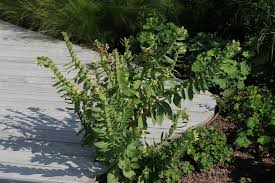 Image result for bilsenkraut