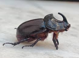 Attēlu rezultāti vaicājumam “Oryctes nasicornis”