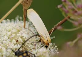 Attēlu rezultāti vaicājumam “Eilema depressa imago”