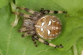 Attēlu rezultāti vaicājumam “Araneus quadratus male”