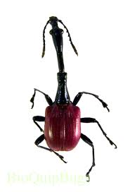 Attēlu rezultāti vaicājumam “Attelabidae”