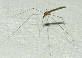 Attēlu rezultāti vaicājumam “Limoniidae”