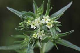 Attēlu rezultāti vaicājumam “Lithospermum officinale flower”