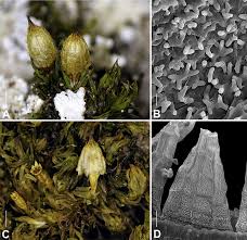 Attēlu rezultāti vaicājumam “Orthotrichum pumilum”